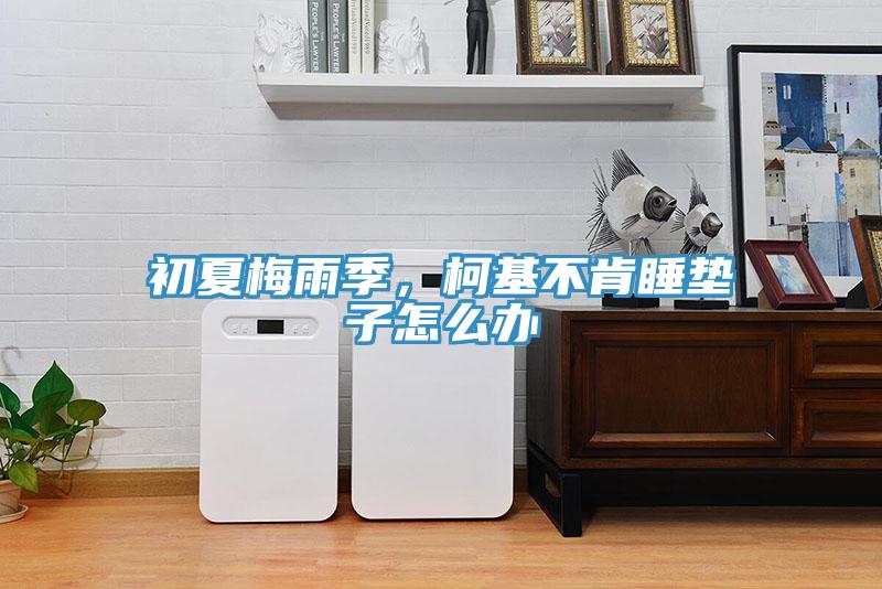 初夏梅雨季，柯基不肯睡墊子怎么辦