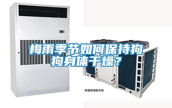 梅雨季節如何保持狗狗身體干燥？
